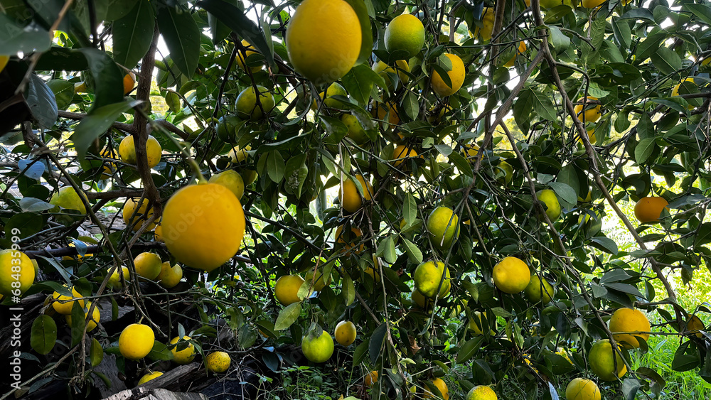 Ripe lemon fruits on a tree branch.