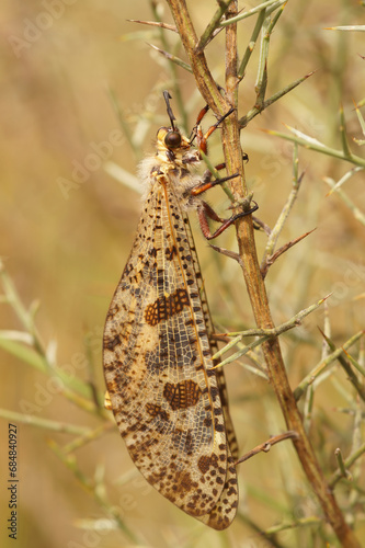 Vertical closeup of an impressive large hairy Mediterranean antlion, palpares libelluloides on a twig in southern France photo