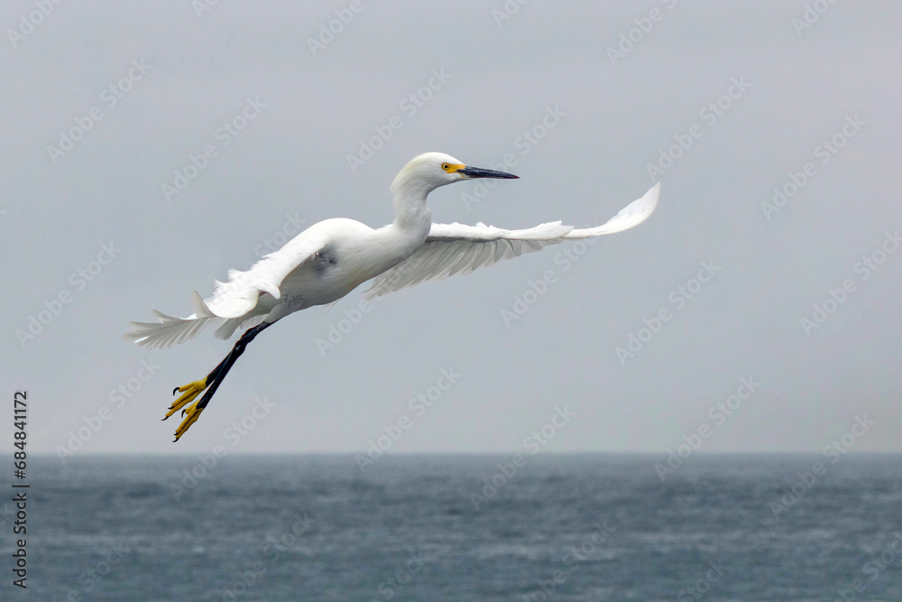 Snowy Egret Flying Above The Pacific