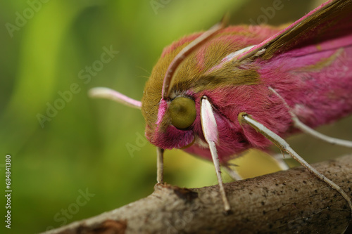 Colorful selective focus shot of an elephant hawk-moth, Deilephila elpenor sitting on a twig photo