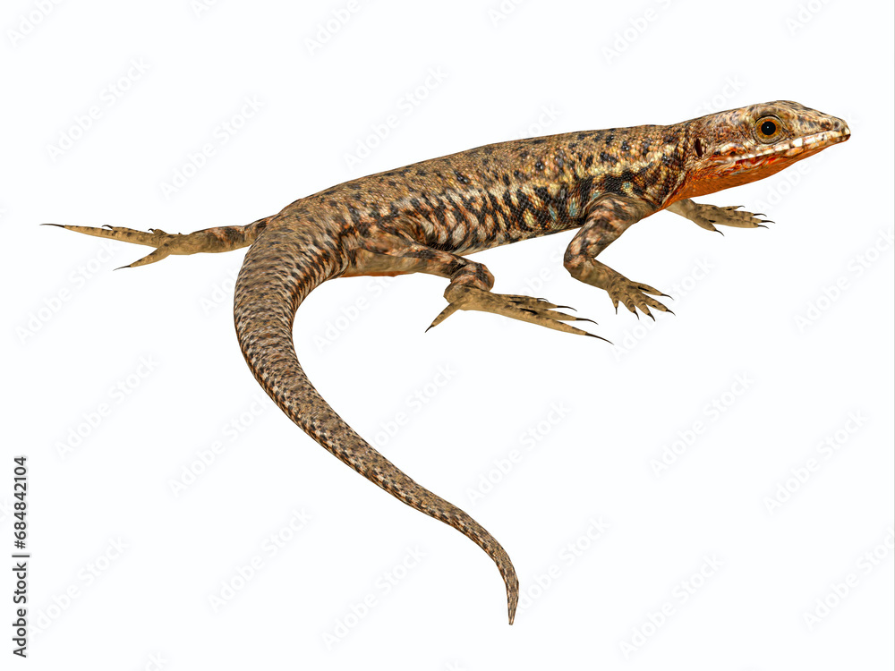 Φωτογραφία Common Orange Wall Male = The Common Orange Wall lizard lives in Europe and North America and is a carnivore