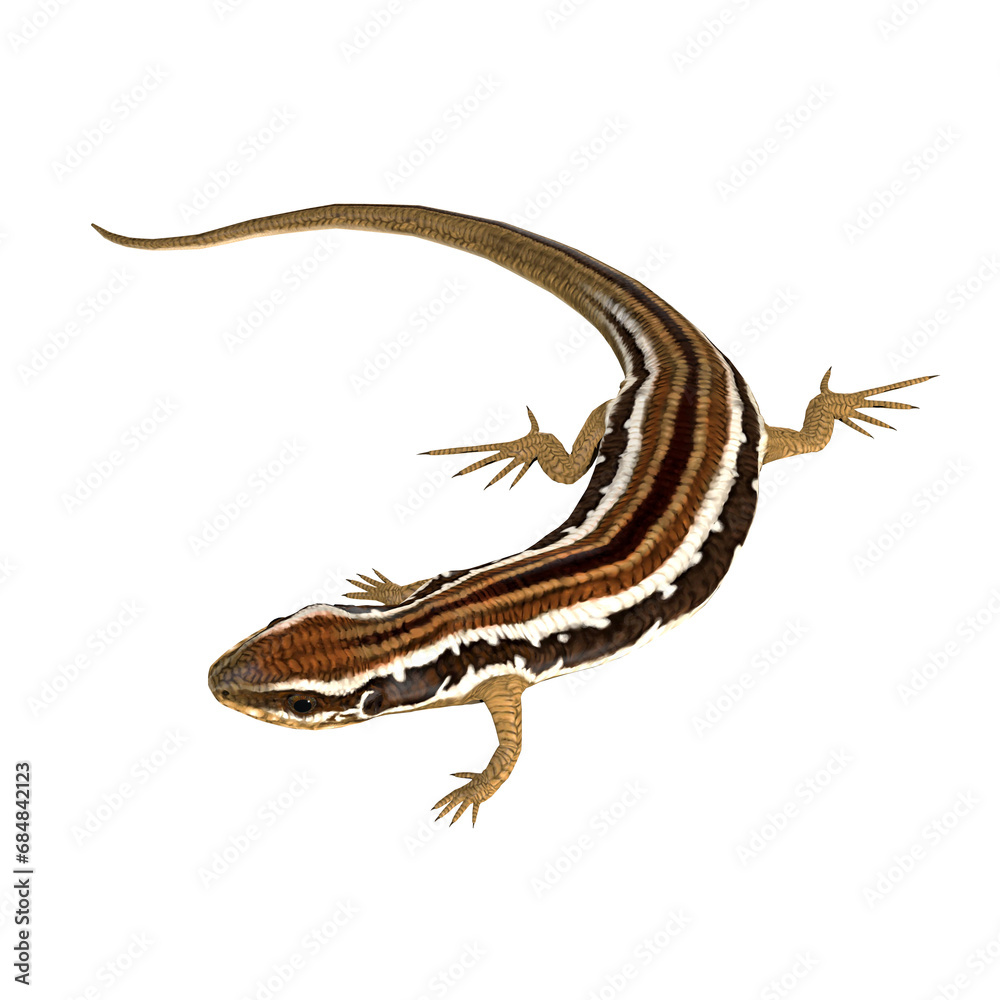 Obraz premium Common Garden Skink - The Common Garden Skink is a small carnivorous lizard that lives in Australia.