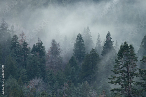 Foggy Pine Trees 