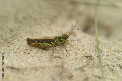 Natural closeup on the mottled grasshopper. Myrmeleotettix maculatus sitting in sand