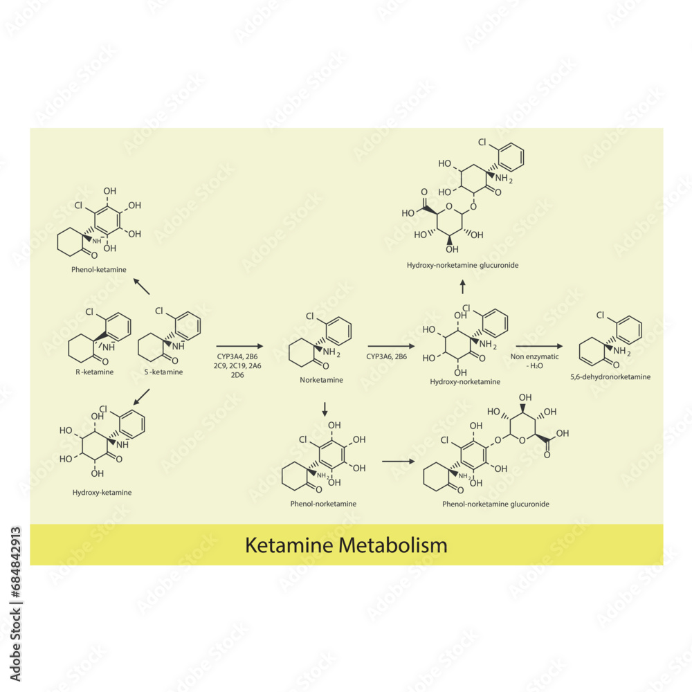 Diagram showing metabolism of Ketamine to Norketamine and it's metabolites via different enzymes. Scientfic illustration.