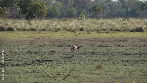 The marsh deer, Blastocerus dichotomus, also swamp deer, largest deer species from South America can mostly be found in the swampy region of the pantanal, Brazil, South America photo