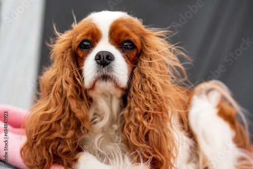 Portrait of cavalier king charles spaniel dog. © Ordasi  Tatyjana