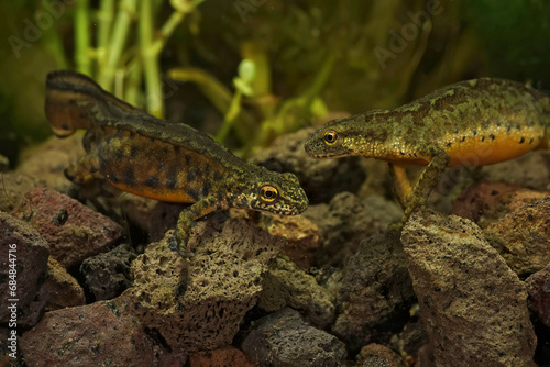 Closeup on a courting male and female European carpathian new, Lissotriton montandoni