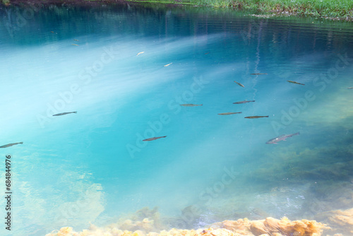 Close up of the spring of Mlava or Zagubica spring. Crystal clear blue turquoise water filled with a group of small fish. Horizontal image, background, postcard. photo