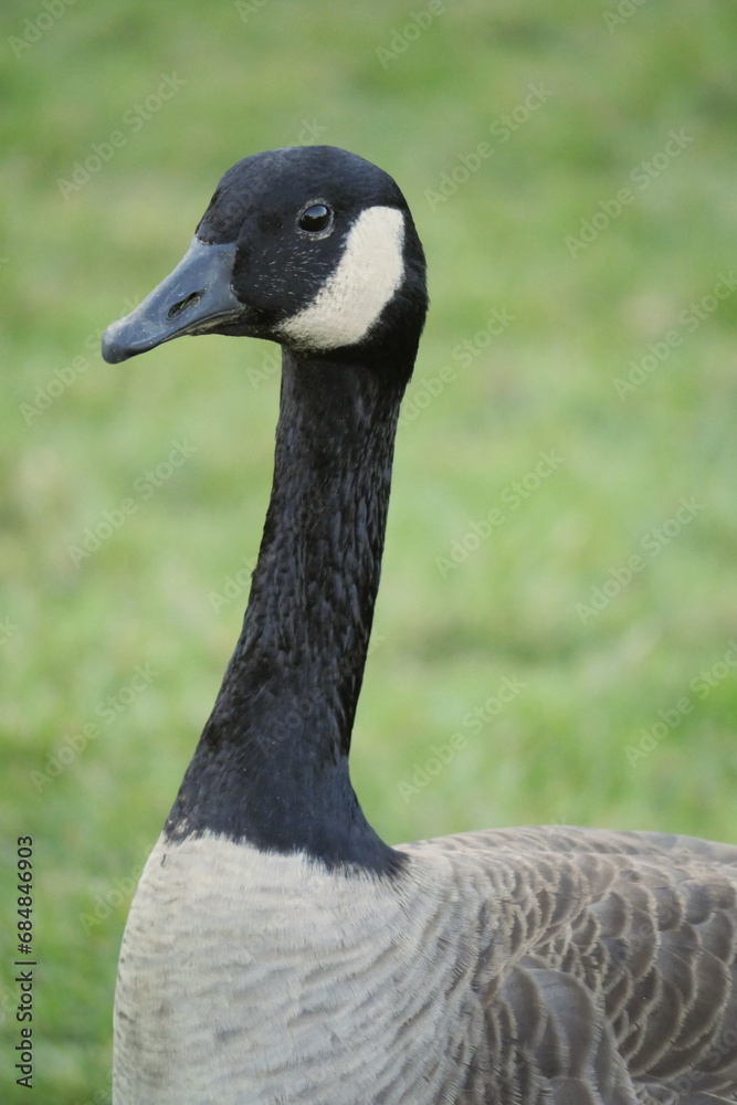 Close-up of a Canadian goose at Stanley Park in Vancouver, British Columbia, Canada Close-up of a Canadian goose at Stanley Park in Vancouver, British Columbia, Canada