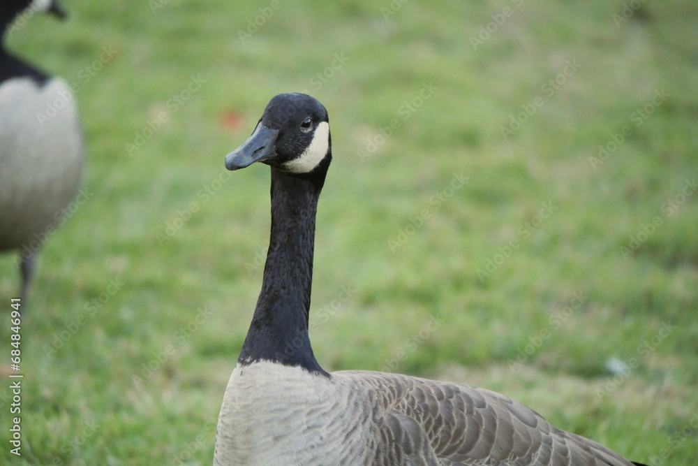 Canadian goose at Stanley Park in Vancouver, British Columbia, Canada