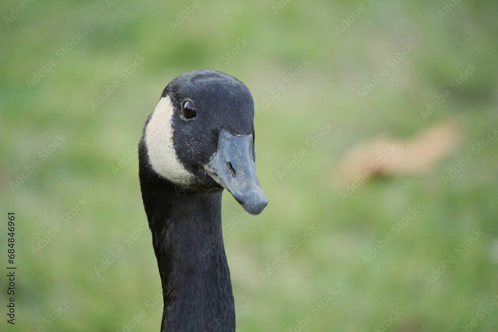 Close-up of a Canadian goose at Stanley Park in Vancouver, British Columbia, Canada Close-up of a Canadian goose at Stanley Park in Vancouver, British Columbia, Canada