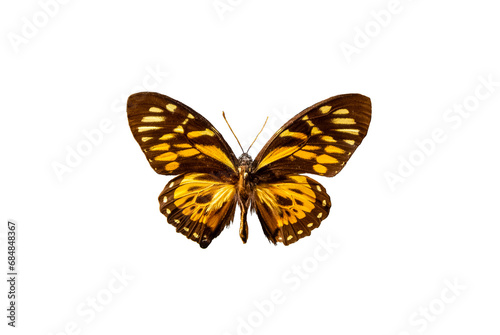 Papilio zagreus, Swallowtail butterfly © NEKOMURA
