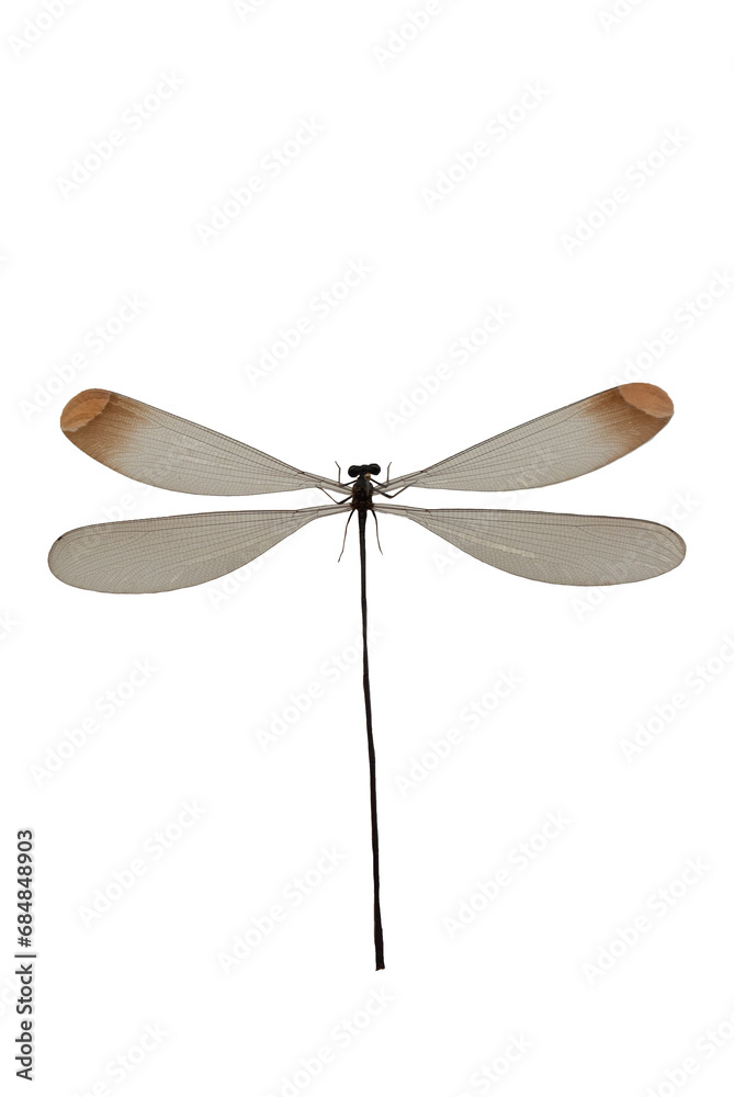 Microstigma rotundatum or helicopter damselfly is a species of damselfly belonging to the family Coenagrionidae. Microstigma rotundatum or helicopter damselfly is a species of damselfly belonging to the family Coenagrionidae.