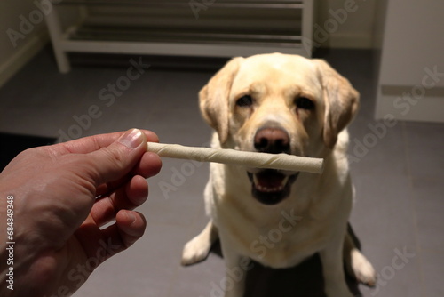 Golden Labrador longing for dog candy stick. Hold by a hand in focus. Blured background.