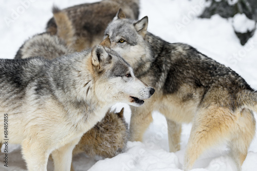 Grey Wolf Pack (Canis lupus) Mingle Winter © hkuchera