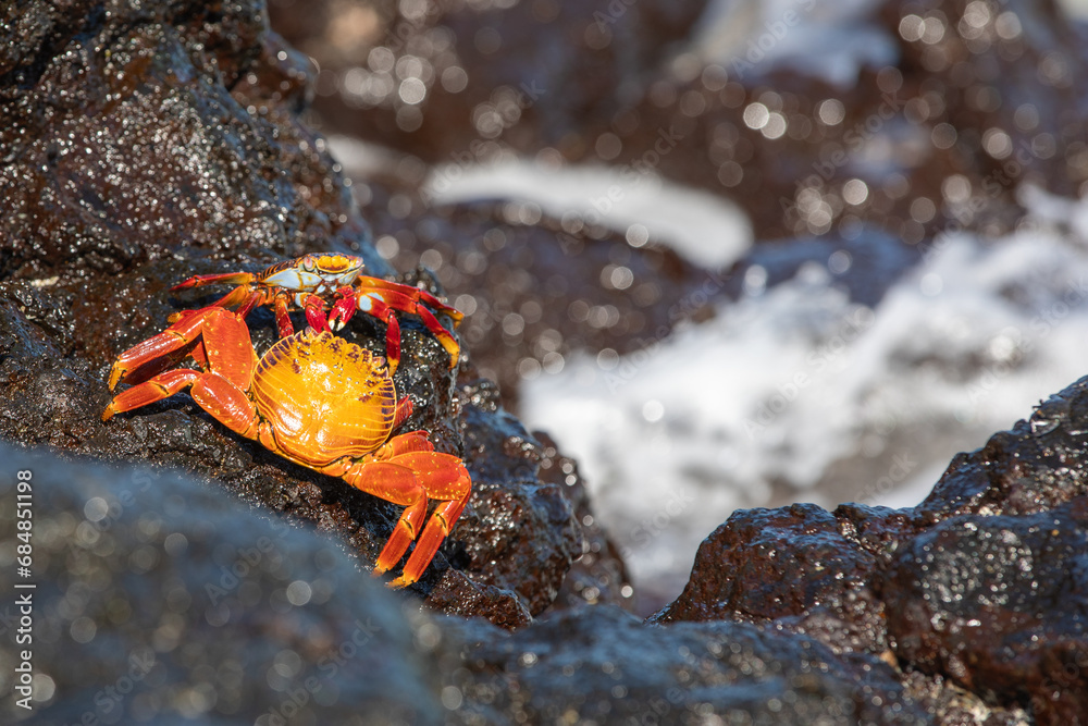 Sally Lightfoot Crab (Grapsus grapsus) on a lava rock, Galapagos.