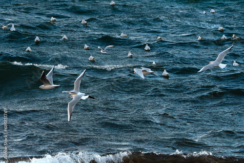 Oiseaux marins sur la côte bretonne - France photo