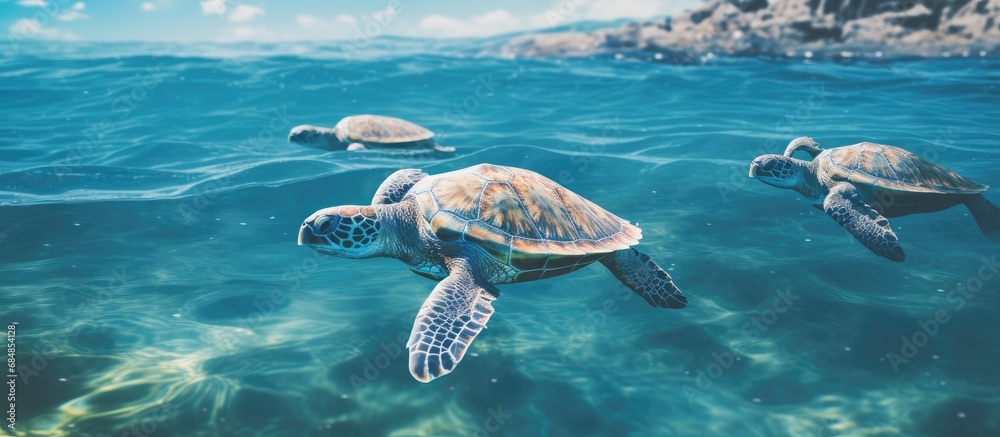Inquisitive turtles swim in ocean.