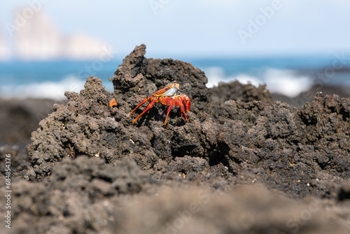 Sally Lightfoot Crab (Grapsus grapsus) on a lava rock, Galapagos. photo