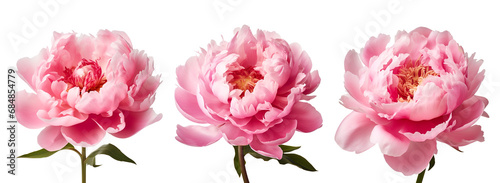 eautiful set of pink peony flowers, Isolated on Transparent Background, PNG photo
