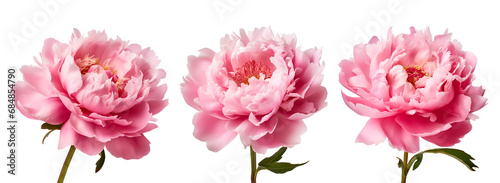 Pink peony flowers: a beautiful set, Isolated on Transparent Background, PNG © Only Best PNG's