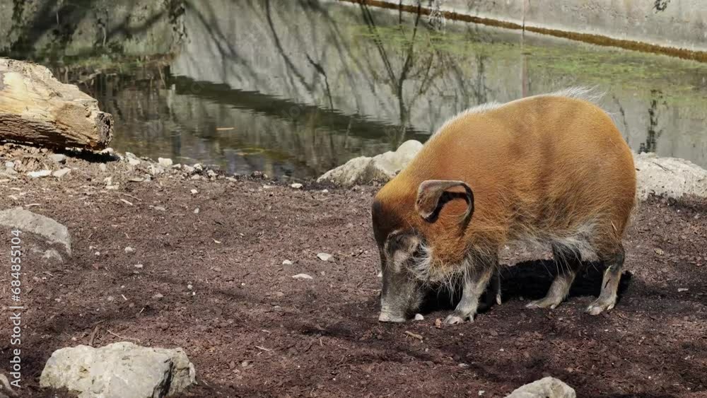 Red river hog, Potamochoerus porcus, also known as the bush pig. This pig has an acute sense of smell to locate food underground. Red river hog, Potamochoerus porcus, also known as the bush pig. This pig has an acute sense of smell to locate food underground.