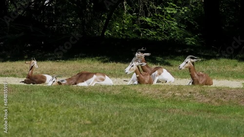 Dama gazelle Baby. Gazella dama mhorr or mhorr gazelle is a species of gazelle. Lives in Africa in the Sahara desert and the Sahel. photo