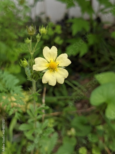 yellow flowers in the garden