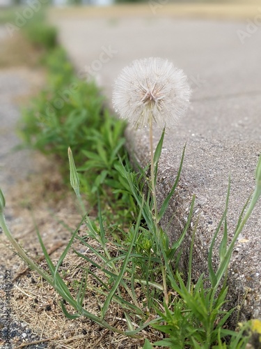 dandelion in the grass
