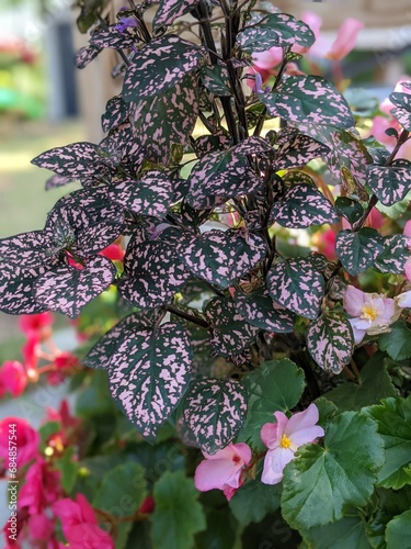 Leaves with purple spots