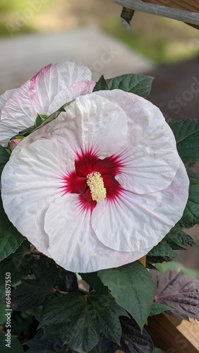 White Hibiscus