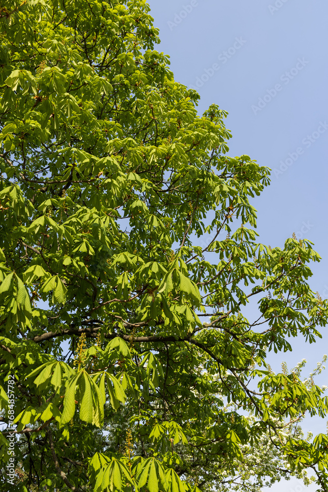 Fototapeta premium a flowering chestnut tree in the spring season, a spring park