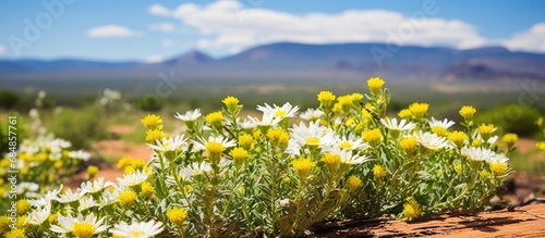 Medicinal Kanna plant with yellow and white flowers in the Little Karoo near the Langeberg mountains in Western Cape, South Africa. photo