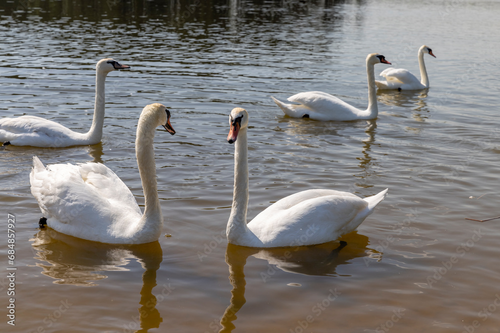 white adult swans feed in sunny weather white adult swans feed in sunny weather