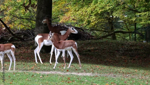 Dama gazelle Baby. Gazella dama mhorr or mhorr gazelle is a species of gazelle. Lives in Africa in the Sahara desert and the Sahel. photo