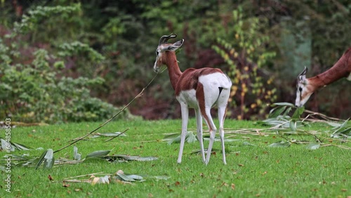 Dama gazelle Baby. Gazella dama mhorr or mhorr gazelle is a species of gazelle. Lives in Africa in the Sahara desert and the Sahel. photo