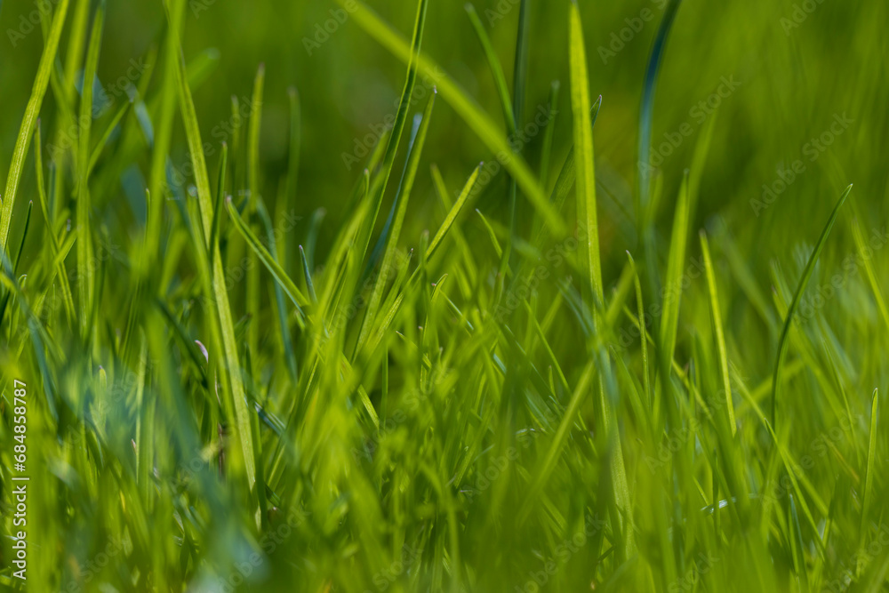 Obraz premium green grass in the spring season in the park