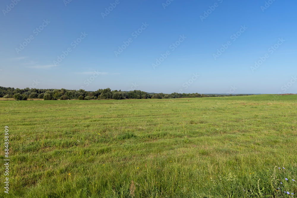 field with grass for harvesting fodder for cows field with grass for harvesting fodder for cows