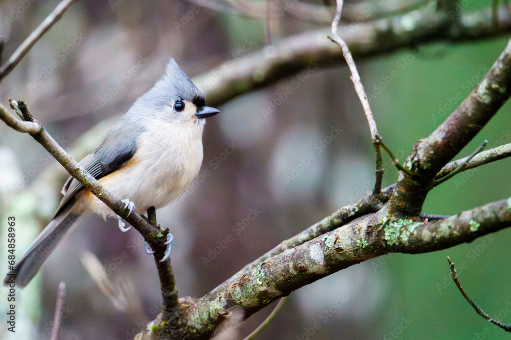 Obraz premium Birds of the Appalchians