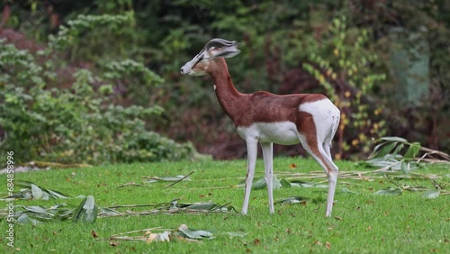 Dama gazelle Baby. Gazella dama mhorr or mhorr gazelle is a species of gazelle. Lives in Africa in the Sahara desert and the Sahel. photo