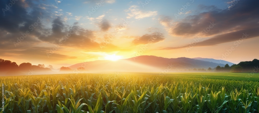 Gorgeous sunrise above the corn field.
