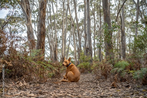 tan kelpie dog in the forest on an adventure