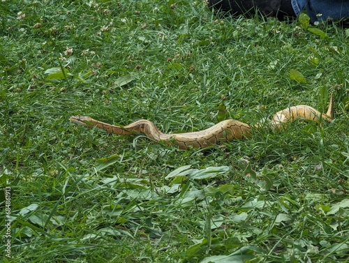 Snake in the grass