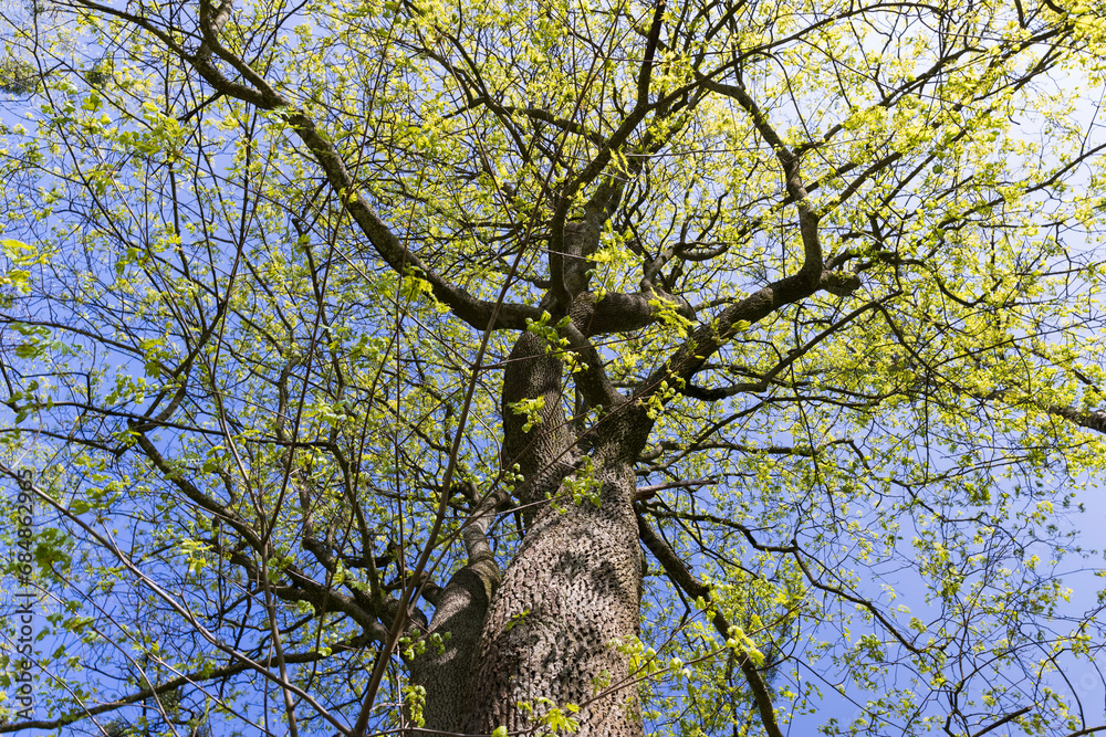 Obraz premium maple trees blooming in spring , close up