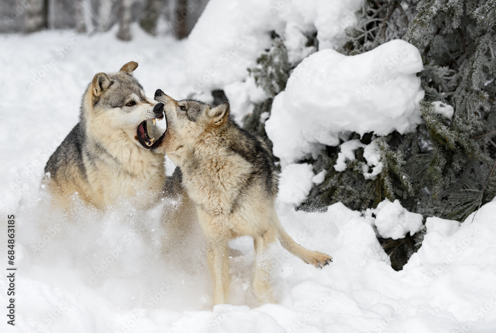 Grey Wolves (Canis lupus) Lunge at Each Other Winter