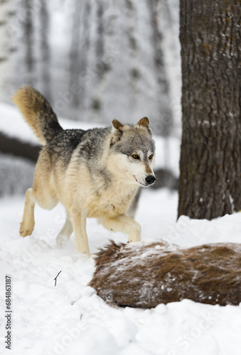 Grey Wolf  Canis lupus  Trots Up to Body of White-Tail Deer Winter