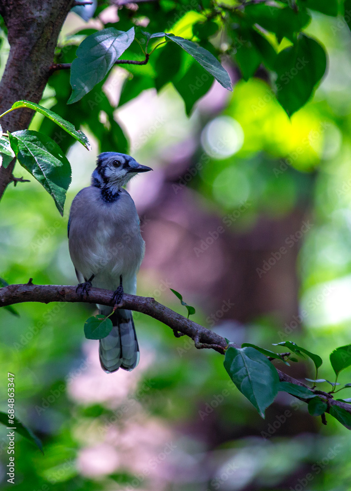 Blue Jay (Cyanocitta cristata): Vivid Elegance in North American Woodlands Blue Jay (Cyanocitta cristata): Vivid Elegance in North American Woodlands