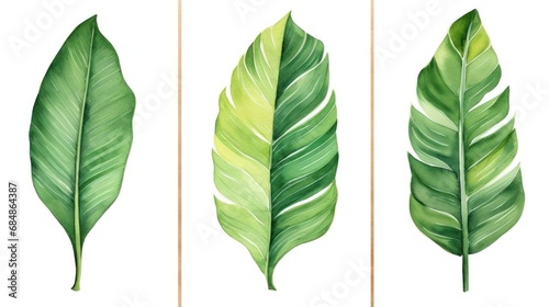 Set of Three Bold Watercolor Banana Leaf Veins AI Generated