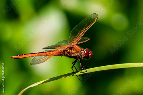 dragonfly on a green leaf © STANLEY